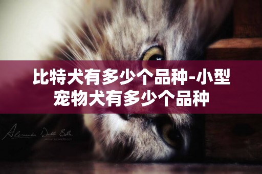 比特犬有多少個品種-小型寵物犬有多少個品種