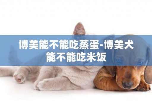 博美能不能吃蒸蛋-博美犬能不能吃米飯