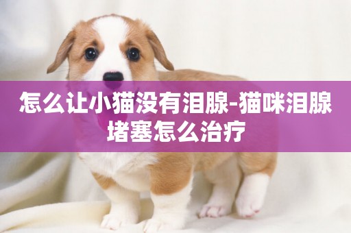 怎么讓小貓沒有淚腺-貓咪淚腺堵塞怎么治療