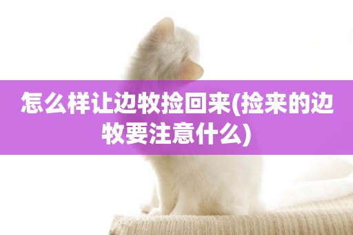 怎么樣讓邊牧撿回來(撿來的邊牧要注意什么)