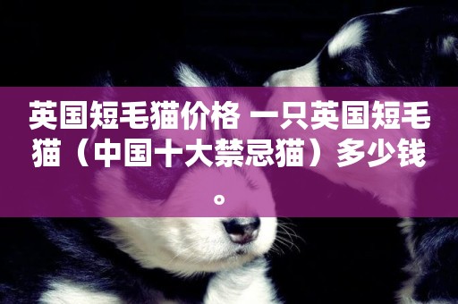英國短毛貓價格 一只英國短毛貓（中國十大禁忌貓）多少錢。 