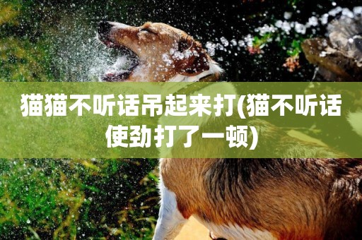 貓貓不聽話吊起來打(貓不聽話使勁打了一頓)
