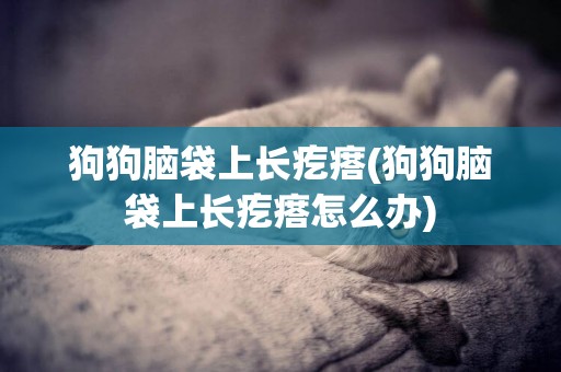 狗狗腦袋上長疙瘩(狗狗腦袋上長疙瘩怎么辦)
