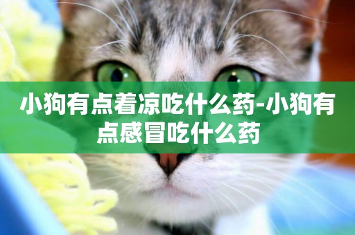 小狗有點著涼吃什么藥-小狗有點感冒吃什么藥