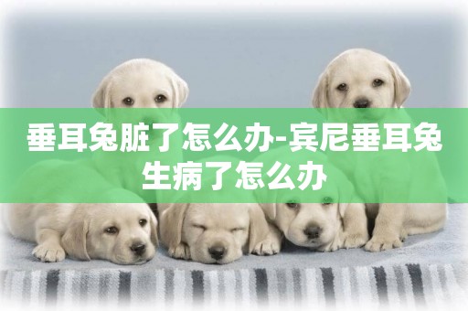 垂耳兔臟了怎么辦-賓尼垂耳兔生病了怎么辦