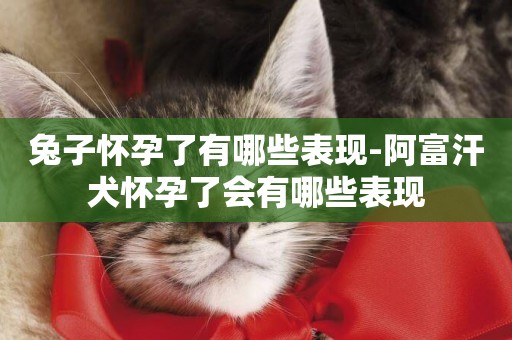 兔子懷孕了有哪些表現-阿富汗犬懷孕了會有哪些表現