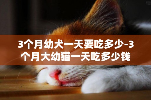 3個月幼犬一天要吃多少-3個月大幼貓一天吃多少錢