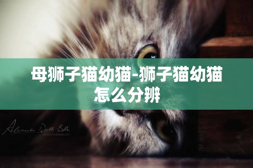 母獅子貓幼貓-獅子貓幼貓怎么分辨