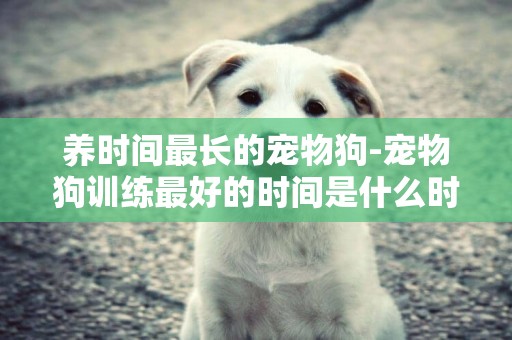養時間最長的寵物狗-寵物狗訓練最好的時間是什么時候