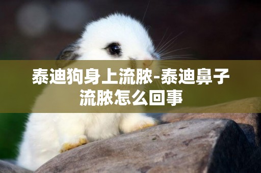 泰迪狗身上流膿-泰迪鼻子流膿怎么回事