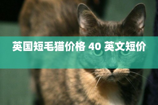 英國短毛貓價格 40 英文短價 