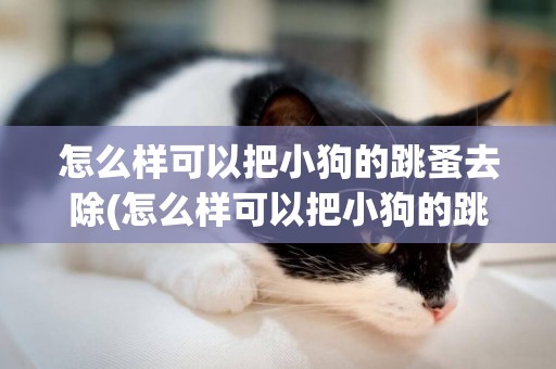 怎么樣可以把小狗的跳蚤去除(怎么樣可以把小狗的跳蚤去除了)