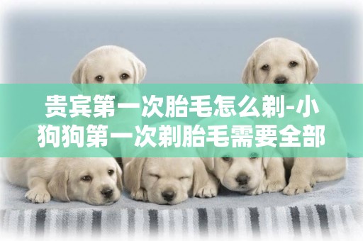 貴賓第一次胎毛怎么剃-小狗狗第一次剃胎毛需要全部剃掉嗎