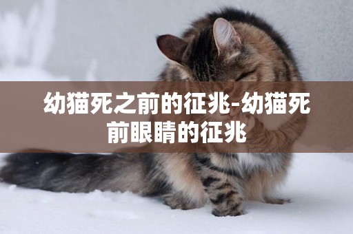 幼貓死之前的征兆-幼貓死前眼睛的征兆