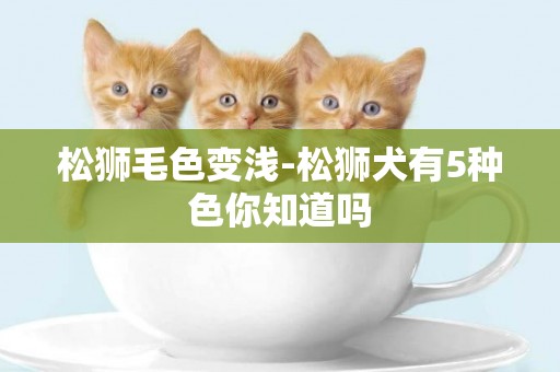 松獅毛色變淺-松獅犬有5種色你知道嗎