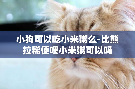 小狗可以吃小米粥么-比熊拉稀便喂小米粥可以嗎
