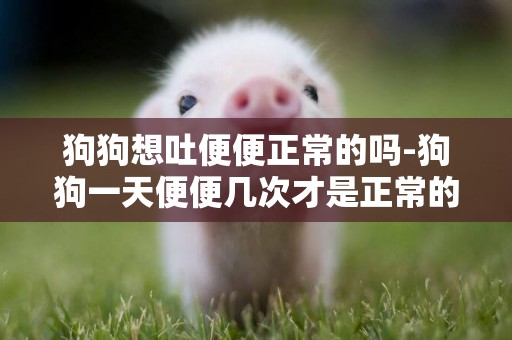 狗狗想吐便便正常的嗎-狗狗一天便便幾次才是正常的