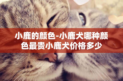 小鹿的顏色-小鹿犬哪種顏色最貴小鹿犬價格多少