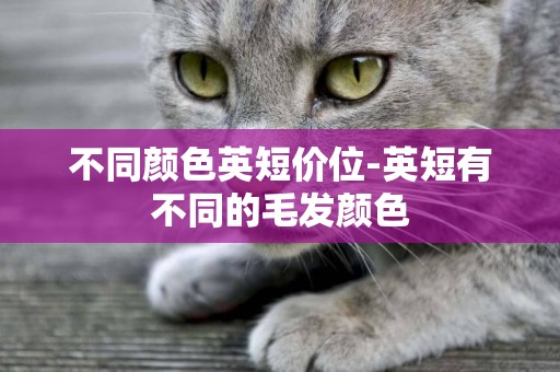 不同顏色英短價位-英短有不同的毛發顏色
