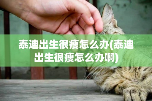 泰迪出生很瘦怎么辦(泰迪出生很瘦怎么辦啊)