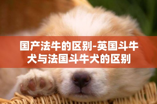 國產法牛的區別-英國斗牛犬與法國斗牛犬的區別