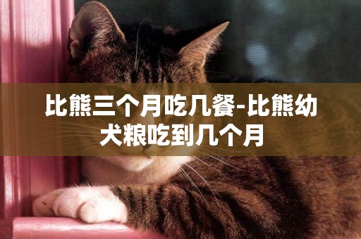 比熊三個月吃幾餐-比熊幼犬糧吃到幾個月