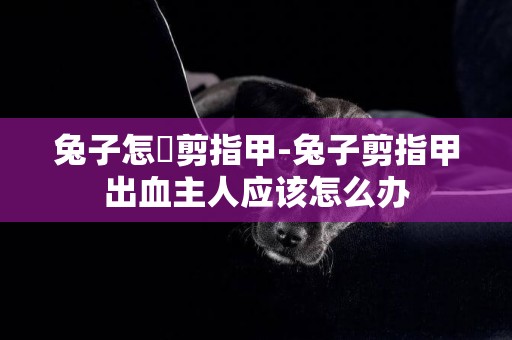 兔子怎麼剪指甲-兔子剪指甲出血主人應該怎么辦