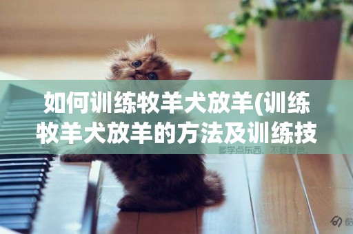 如何訓練牧羊犬放羊(訓練牧羊犬放羊的方法及訓練技巧視頻)