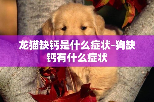 龍貓缺鈣是什么癥狀-狗缺鈣有什么癥狀
