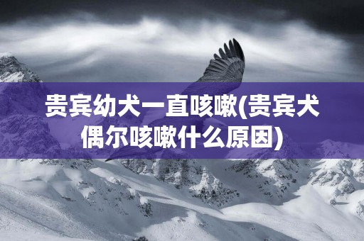 貴賓幼犬一直咳嗽(貴賓犬偶爾咳嗽什么原因)
