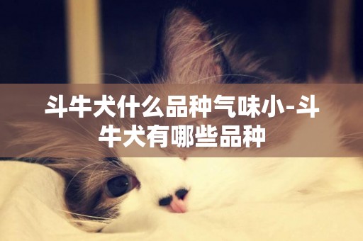 斗牛犬什么品種氣味小-斗牛犬有哪些品種