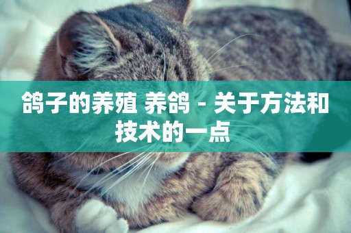鴿子的養殖 養鴿 - 關于方法和技術的一點 