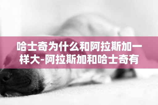 哈士奇為什么和阿拉斯加一樣大-阿拉斯加和哈士奇有什么不一樣