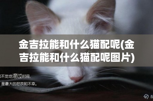 金吉拉能和什么貓配呢(金吉拉能和什么貓配呢圖片)