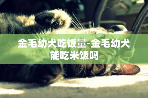 金毛幼犬吃飯量-金毛幼犬能吃米飯嗎