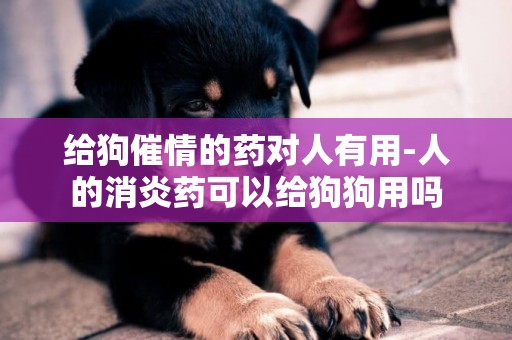 給狗催情的藥對人有用-人的消炎藥可以給狗狗用嗎