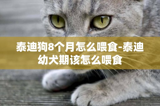 泰迪狗8個月怎么喂食-泰迪幼犬期該怎么喂食