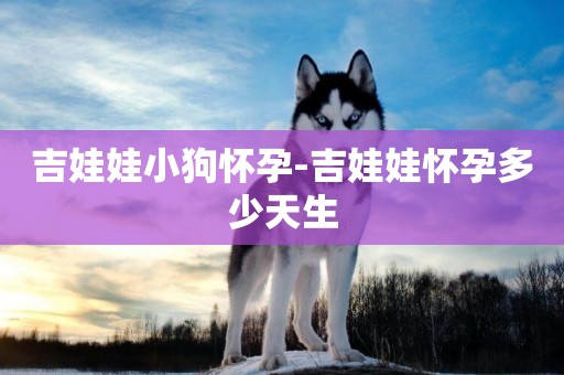 吉娃娃小狗懷孕-吉娃娃懷孕多少天生