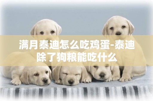 滿月泰迪怎么吃雞蛋-泰迪除了狗糧能吃什么