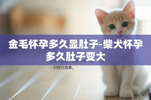 金毛懷孕多久顯肚子-柴犬懷孕多久肚子變大
