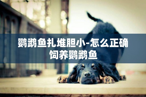 鸚鵡魚扎堆膽小-怎么正確飼養鸚鵡魚