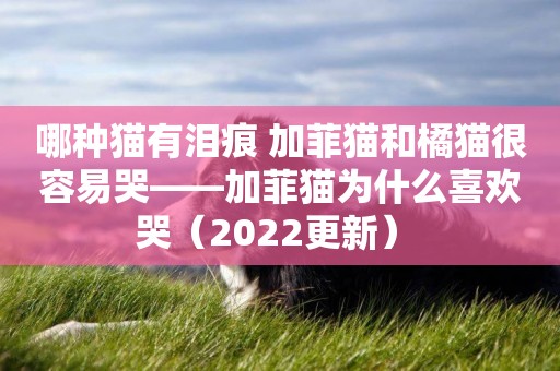 哪種貓有淚痕 加菲貓和橘貓很容易哭——加菲貓為什么喜歡哭（2022更新） 