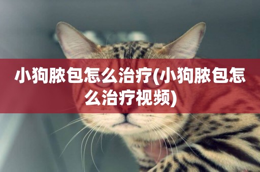 小狗膿包怎么治療(小狗膿包怎么治療視頻)