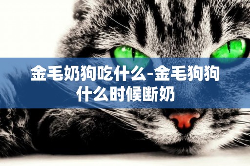 金毛奶狗吃什么-金毛狗狗什么時候斷奶