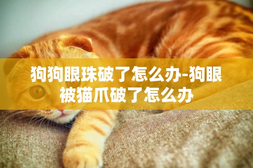 狗狗眼珠破了怎么辦-狗眼被貓爪破了怎么辦