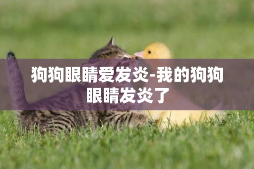 狗狗眼睛愛發炎-我的狗狗眼睛發炎了