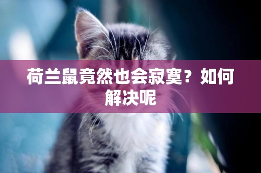 荷蘭鼠竟然也會寂寞？如何解決呢