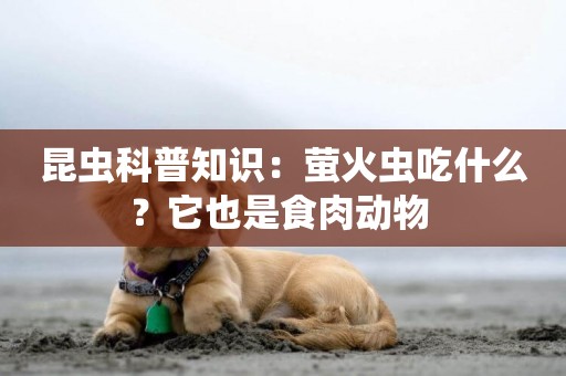 昆蟲科普知識：螢火蟲吃什么？它也是食肉動物 