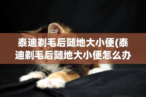 泰迪剃毛后隨地大小便(泰迪剃毛后隨地大小便怎么辦)