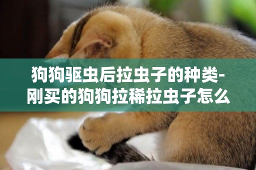 狗狗驅蟲后拉蟲子的種類-剛買的狗狗拉稀拉蟲子怎么辦
